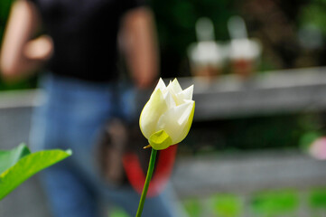 blossom lotus flower and tourist