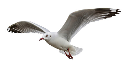 Isolated Seagull