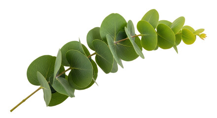 Isolated Eucalyptus Branch