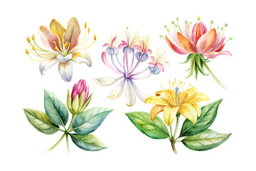 set of watercolor honeysuckle vector illustration isolated on white background
