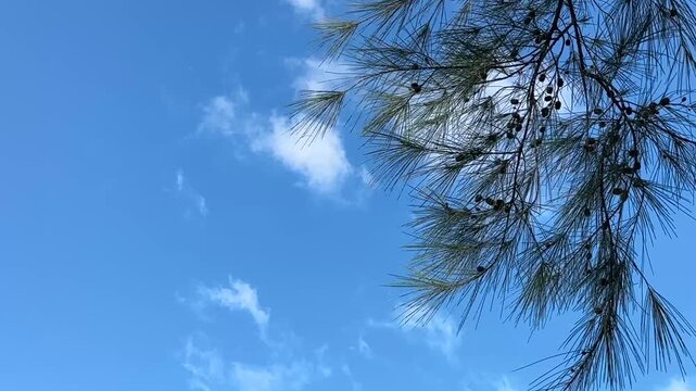 A bright blue sky dominates, adorned with wispy white clouds, with the dark green, needle-like branches of a tree extending from the upper right corner.