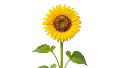 Obraz premium Isolated sunflower bloom photo for stock images and backgrounds with bright yellow petals and green stem against white transparent background