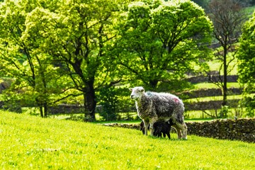 Obraz premium Sheep, Lake District National Park, Cumbria, England