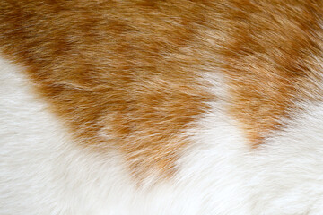Cat fur texture background. Ginger and white cat fur texture.