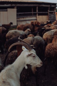 white goat on a farm. agricultural production, milk, animal care. vertical photo