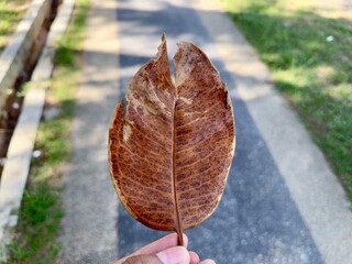 A hand gently holds a textured, brown, decaying leaf, its intricate veins visible, against a blurred background of a grey pathway and green grass.
