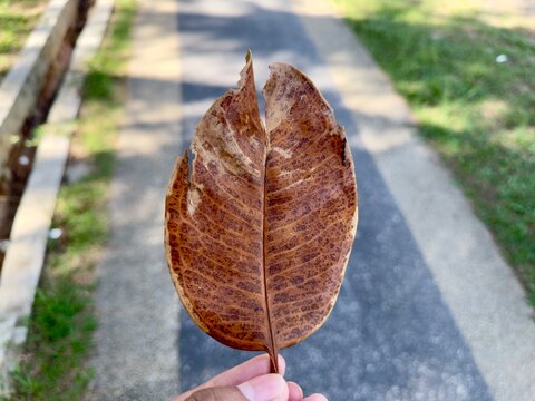 A hand gently holds a textured, brown, decaying leaf, its intricate veins visible, against a blurred background of a grey pathway and green grass.