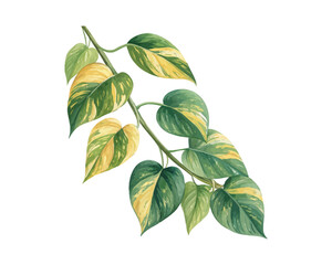 watercolor Golden Pothos Branch vector illustration isolated on white background