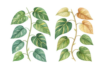 set of watercolor Golden Pothos Branch vector illustration isolated on white background