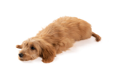 cute golden retriever puppy isolated on white background,maltipoo dog
