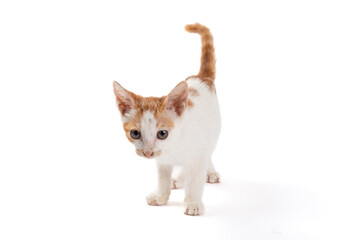 orange and white cute kitten isolated on white background.