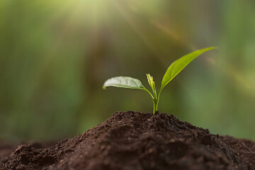 Planting tree. Seedling growing in fresh soil outdoors, closeup. Space for text