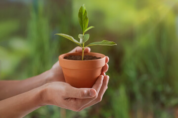 Planting tree. Man holding pot with young seedling outdoors, closeup. Space for text