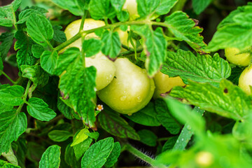 Healthy Unripe Green Tomatoes on Lush Plant with Dew Drops