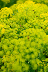 Vibrant Yellow Dill Flowers Blooming in a Summer Garden