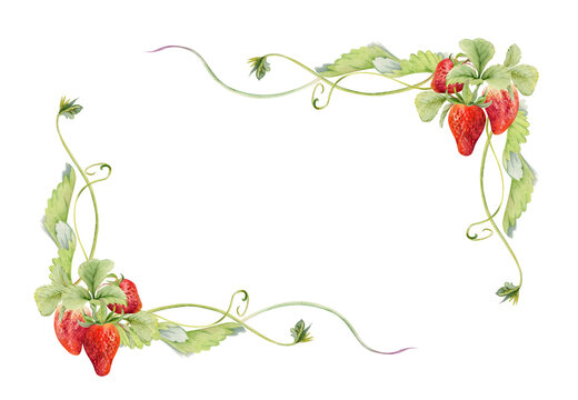 Strawberry hanging on stems with vines tendrils, ripe garden berry pineberry strasberry snakeberry. Isolated hand drawn watercolor corner border vignette frame. Farmers market, eco gardening calendar