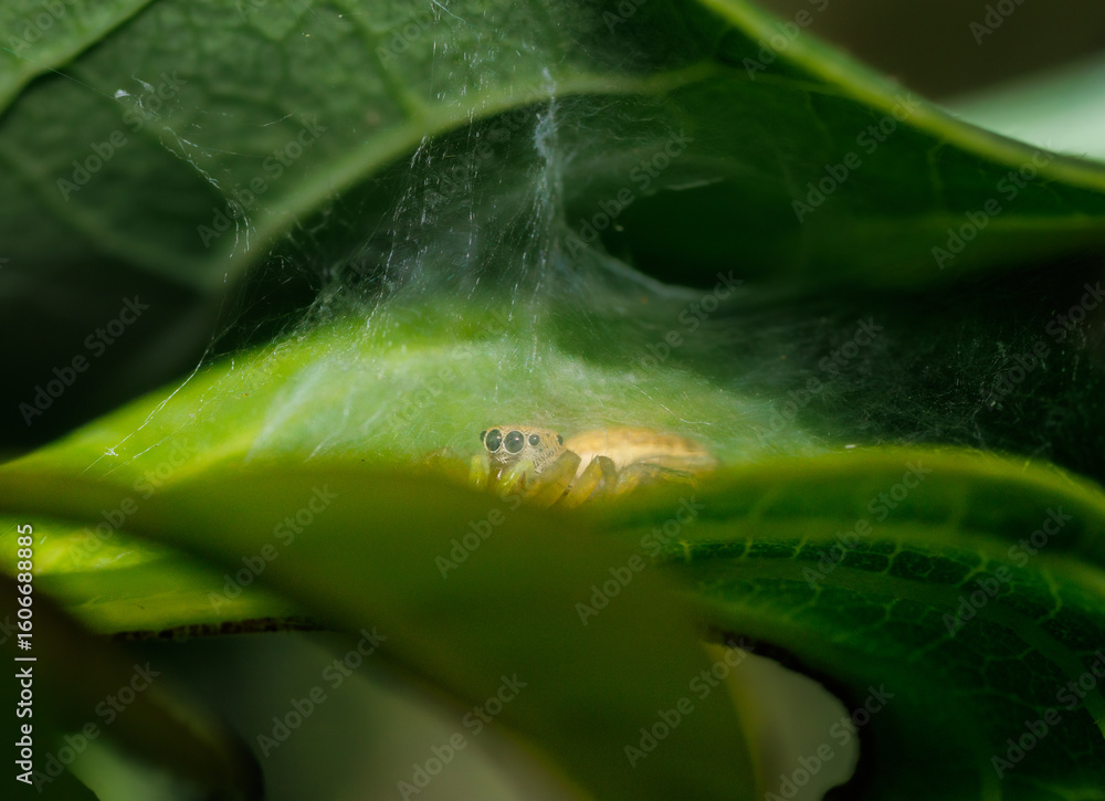 Wall mural close-up of a spider hiding in its web under a leaf, macro photograph showing a spider sheltered ben