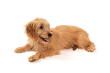 cute golden retriever puppy isolated on white background,maltipoo dog