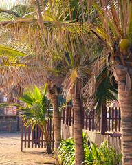 Palmeiras tropicais à beira-mar