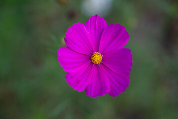 Gros plan de fleur mauve dans un jardin a Tampere en Finlande