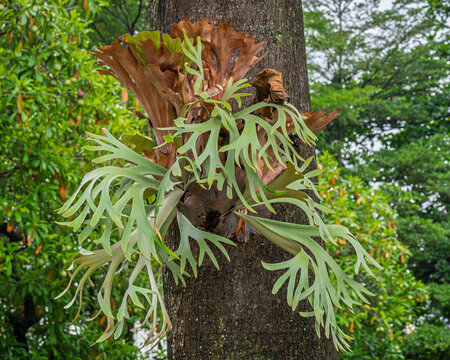 Closeup view of epiphytic platycerium bifurcatum aka staghorn fern or elkhorn fern growing on tropical tree, Java, Indonesia