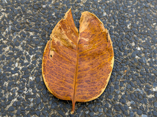 A weathered, brown leaf with visible veins and slight damage lies centrally on a textured dark grey and black pebbled surface, bathed in natural light.