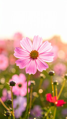 꽃잎 위에 섬세하게 맺힌 물방울이 있는 분홍색 코스모스를 클로즈업으로 촬영한 장면