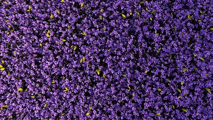 purple flowers background