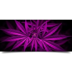 Vibrant purple cannabis plant close-up.