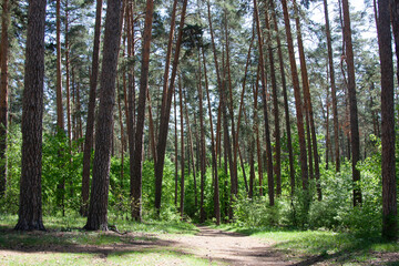 Forest landscape. Deep tall pine forest. A peaceful trail winds through tall trees, lush grass. The...
