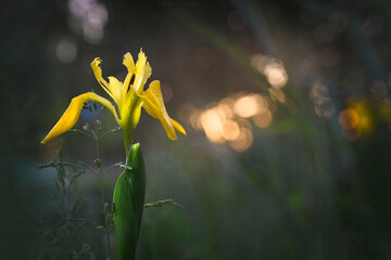 Einzelne, gelbe Lilie mit Bokeh  © Isolde