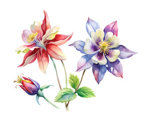 watercolor Columbine Branch vector illustration isolated on white background