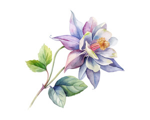 watercolor Columbine Branch vector illustration isolated on white background