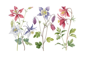set of watercolor Columbine Branch vector illustration isolated on white background