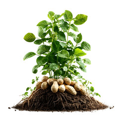 photograph of a peanut plant with its roots and pods emerging from the soil isolated on a clean white background