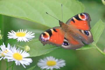 【クジャクチョウ】