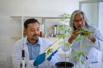 Scientist research cannabis at laboratory room.