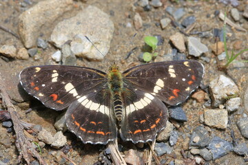 【サカハチチョウ】