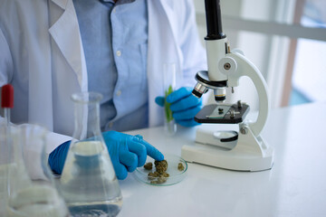 Scientist research cannabis at laboratory room.