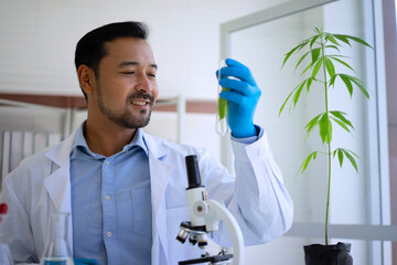 Scientist research cannabis at laboratory room.