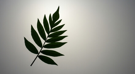 Silhouette of a tropical green palm leaf on a light gray gradient background