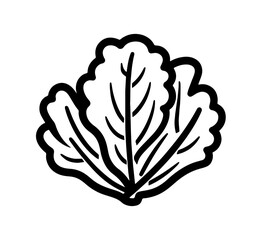Fresh lettuce graphic for food related themes, suitable for menu design or organic product branding with a hand-drawn aesthetic.
