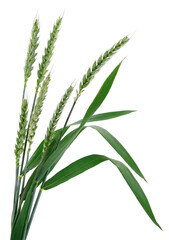 Green ears of wheat.