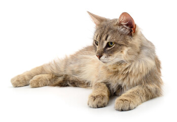 Dark gray cat.