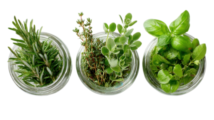 Fresh Herbs in Clear Glass Jars: A flat lay of fresh herbs like rosemary, basil, and thyme in clear glass jars, isolated on a Transparent background, PNG file.