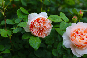 Soft peach-pink roses in full bloom