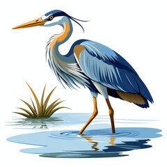 Obraz premium great blue heron ardea cinerea