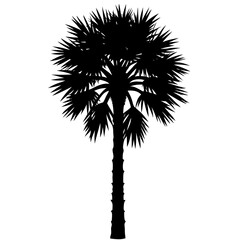 palm trees silhouette