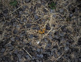 Warm-toned butterfly on dark stones