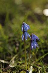 blue spring flowers